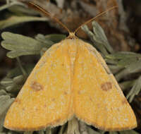 Image of Sulphur Moth