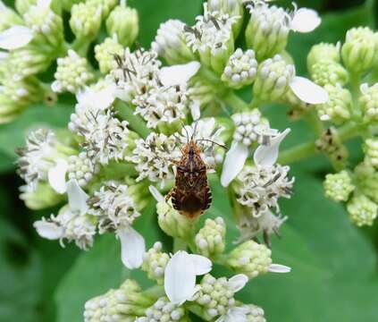 Image of Scentless plant bug