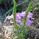 Imagem de Striga curviflora (R. Br.) Benth.