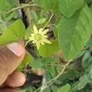 Image of Passiflora pusilla J. M. Mac Dougal