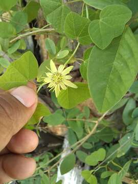 Image of Passiflora pusilla J. M. Mac Dougal