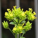 Image of Kalanchoe densiflora Rolfe