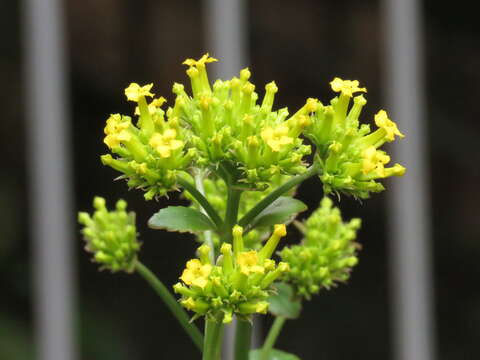 Kalanchoe densiflora Rolfe resmi