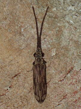 Image of Tenomerga cinerea (Say 1831)