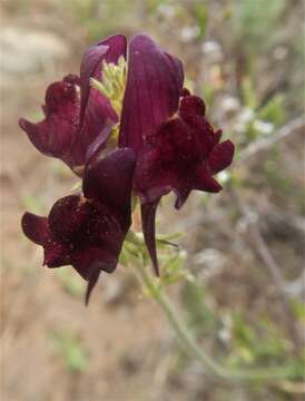 Plancia ëd Linaria aeruginea (Gouan) Cav.