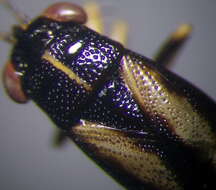 Image of <i>Geocoris ater</i>