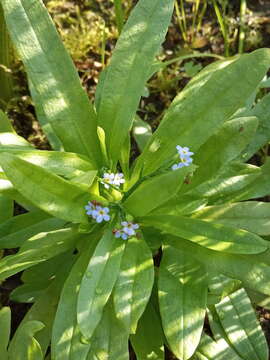 Image de Myosotis laxa subsp. cespitosa (C. F. Schultz) Nordh.