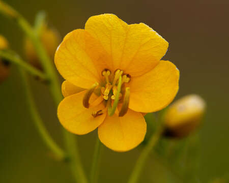 صورة Senna cumingii var. cumingii