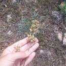 Image of Silene densiflora Dum.-Urville