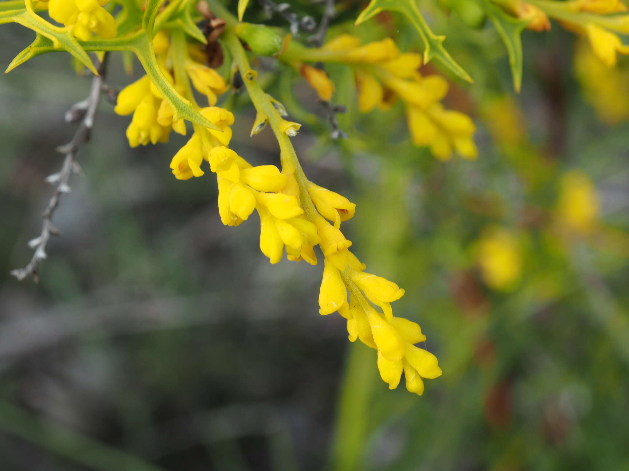 Imagem de Synaphea polymorpha R. Br.