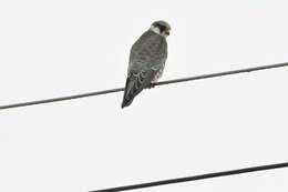 Image of Amur Falcon