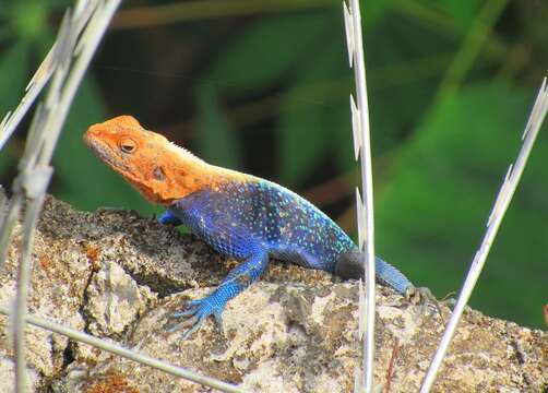 Image of Agama lebretoni Wagner, Barej & Schmitz 2009