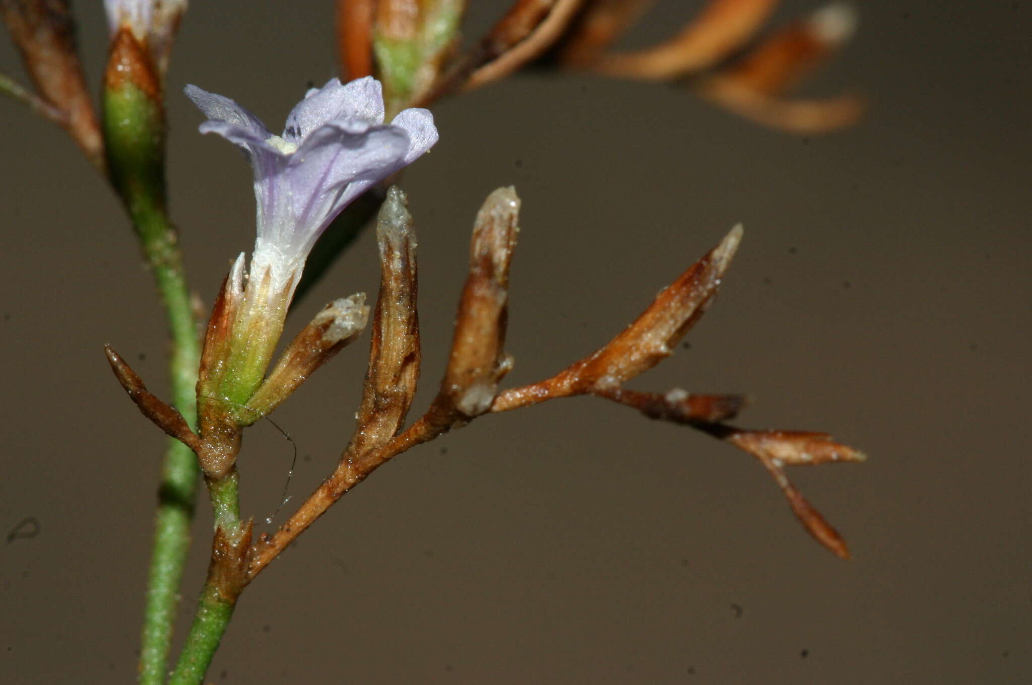 Image of Limonium zembrae S. Pignatti