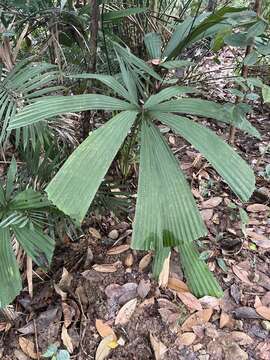 Image of Licuala ferruginea Becc.