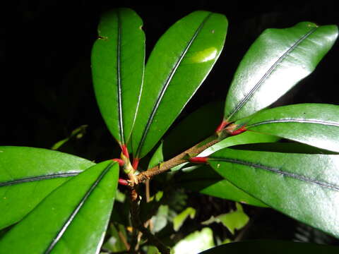 Image of Erythroxylum laurifolium Lam.