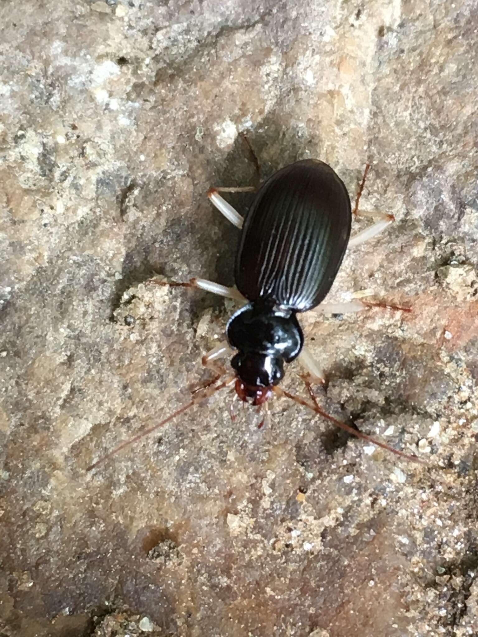 Imagem de Nebria (Reductonebria) pallipes Say 1823