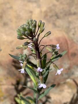 Image of Boechera consanguinea (Greene) Windham & Al-Shehbaz