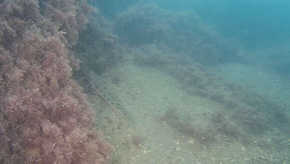 Image of Acanthogobius