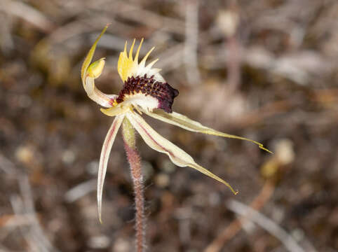 Caladenia stricta (R. J. Bates) R. J. Bates的圖片