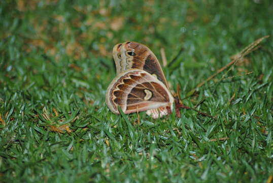 Image of Epiphora kipengerensis Darge 2007