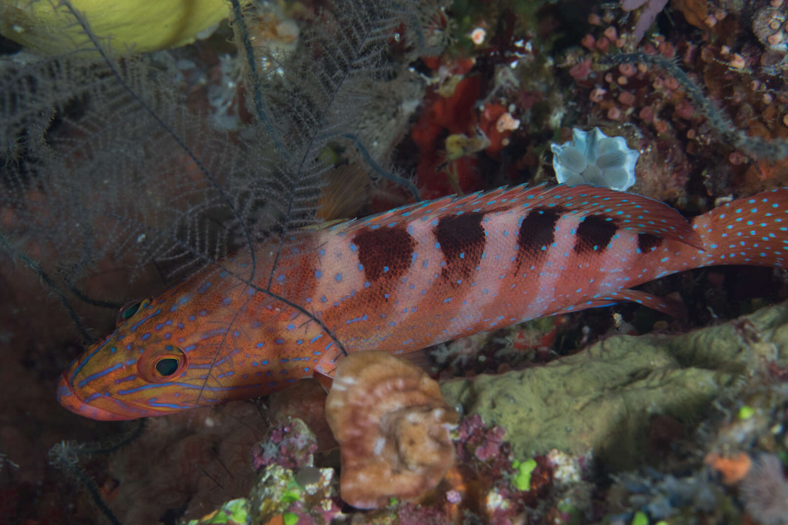 Cephalopholis sexmaculata (Rüppell 1830) resmi