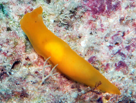 Imagem de Gymnodoris subornata Baba 1960