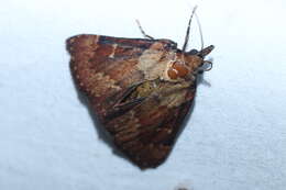 Image of Asimina webworm moth