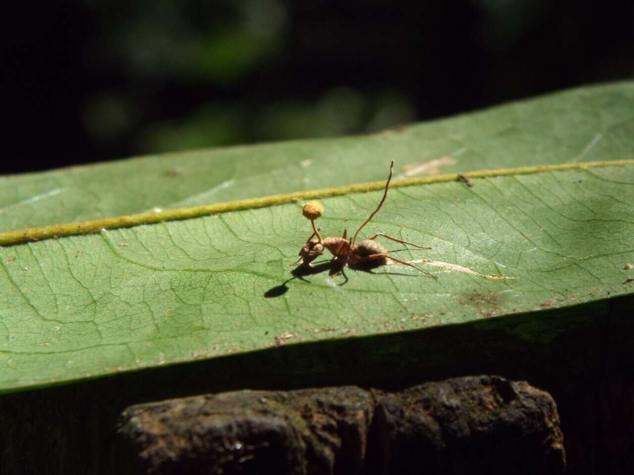 Image of Ophiocordyceps lloydii (H. S. Fawc.) G. H. Sung, J. M. Sung, Hywel-Jones & Spatafora 2007