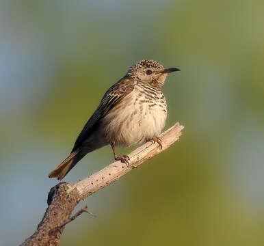 Image of Bar-breasted Honeyeater