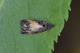 Image of Endothenia nigricostana Haworth 1811