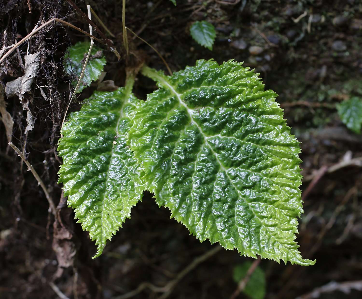 Image of Conandron ramondioides Sieb. & Zucc.