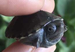 Image of Herrara’s Mud Turtle