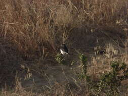 Image of Eastern Pied Wheatear