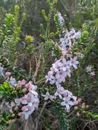 Image of Philotheca buxifolia subsp. buxifolia