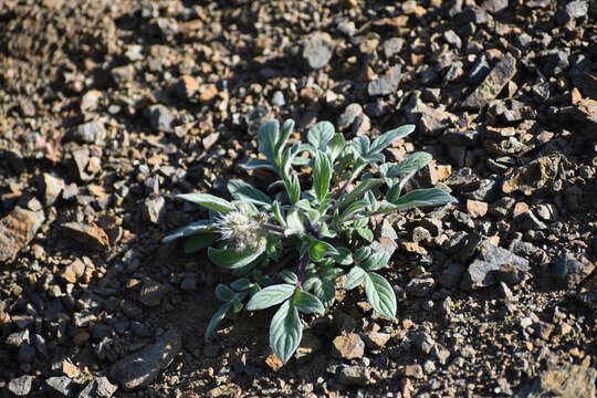 Phacelia leptosepala Rydb.的圖片