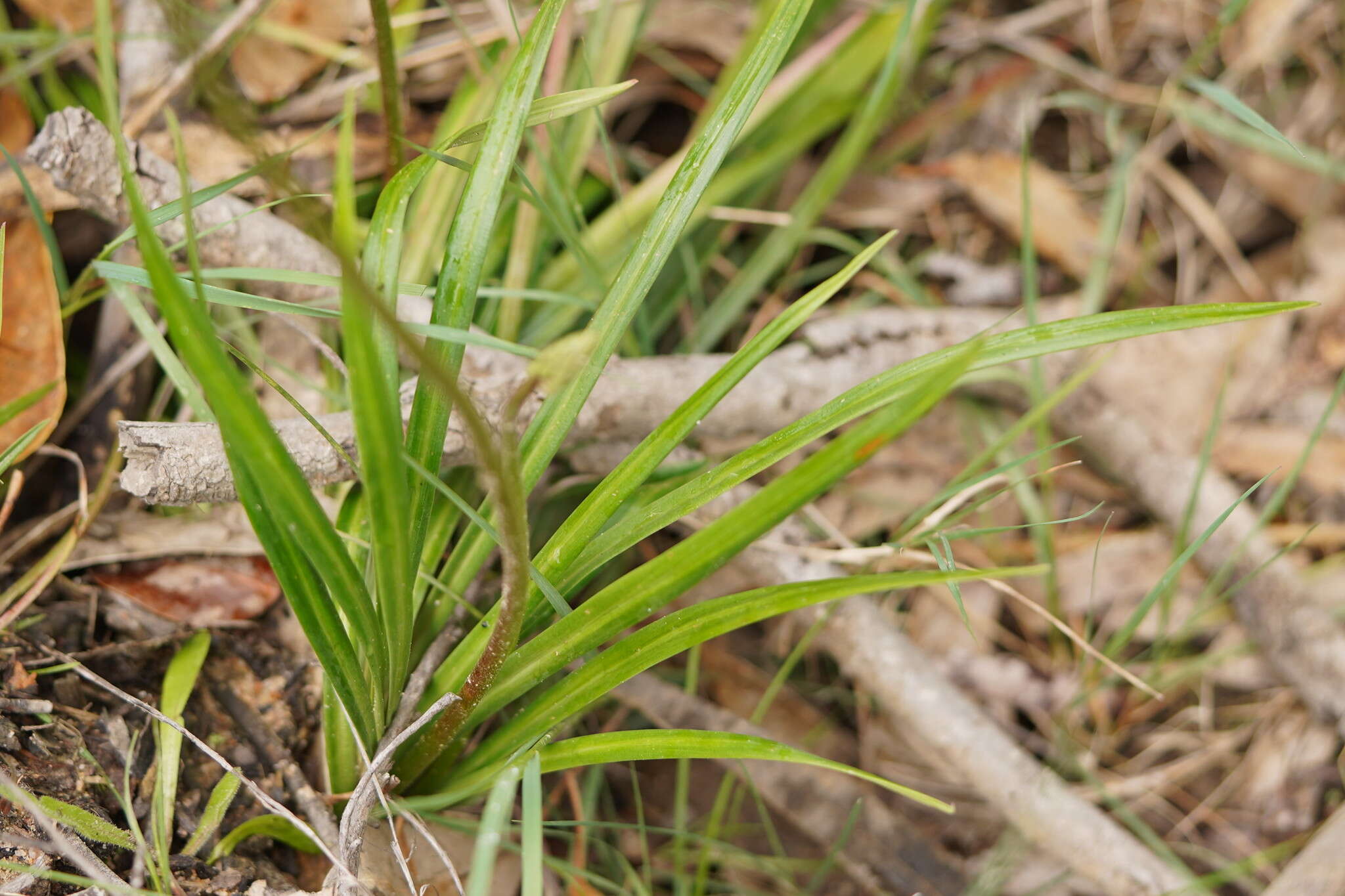 Image of Stylidium graminifolium Sw. ex Willd.