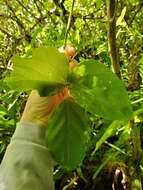 Mucuna gigantea (Willd.) DC. resmi