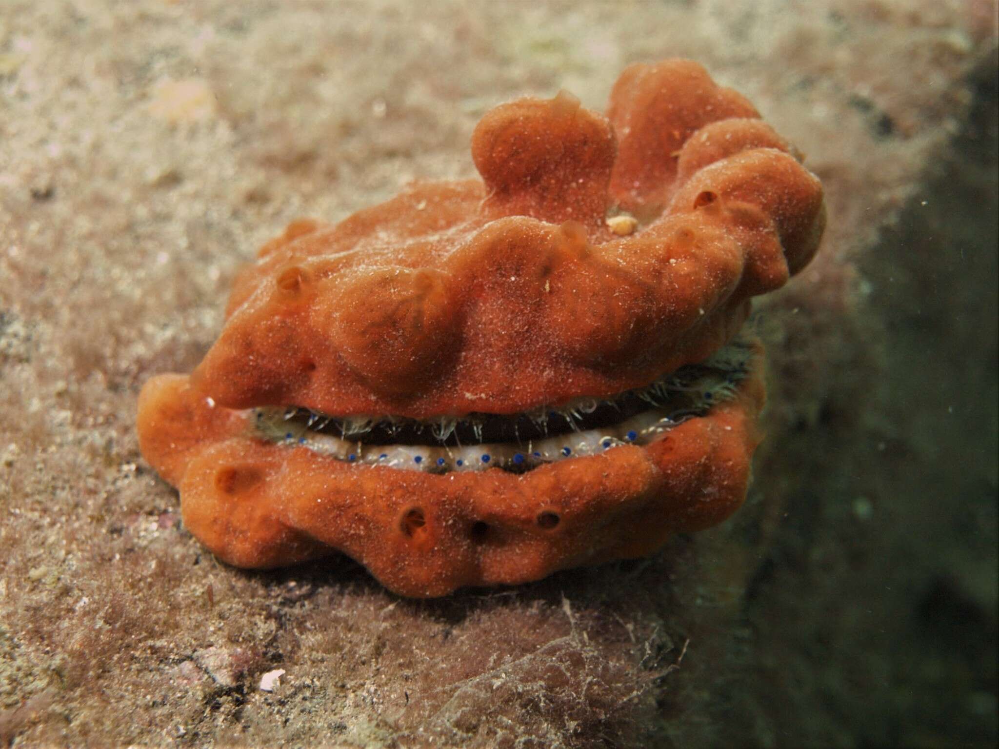 Image of austral scallop