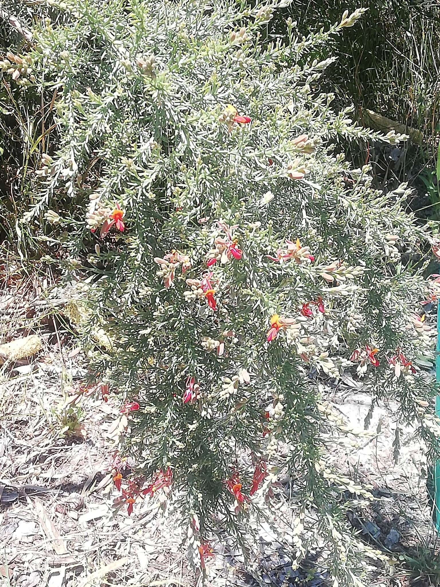 Слика од Jacksonia furcellata (Bonpl.) DC.