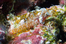 Image of Miracle triplefin