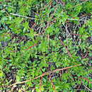 Image of Laurembergia repens P. J. Bergius