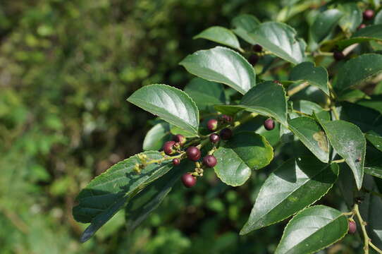 Image of Rhamnus formosana Matsum.