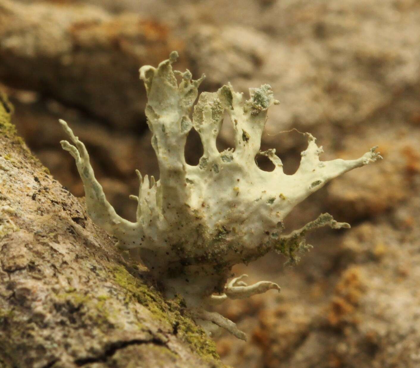 Image of Ramalina canariensis J. Steiner