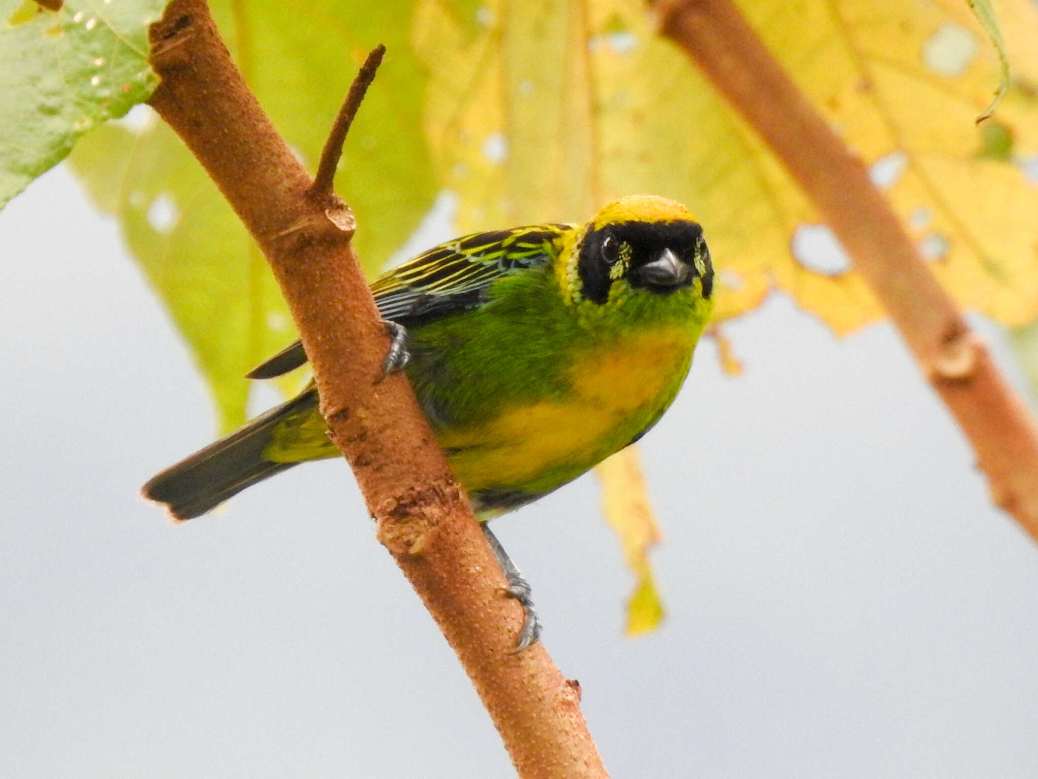 Tangara schrankii (Spix 1825) resmi