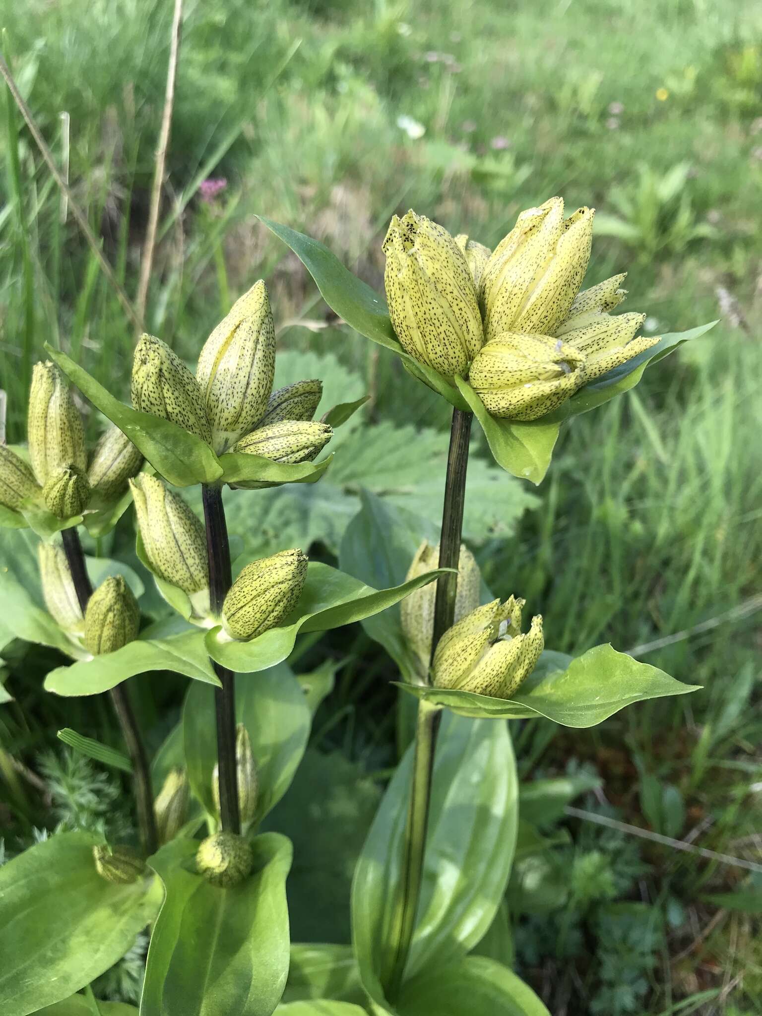 Image of Spotted Gentian