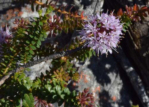 Image of Agathosma lanceolata (L.) Spreng. ex Bartl. & H. L. Wendl.