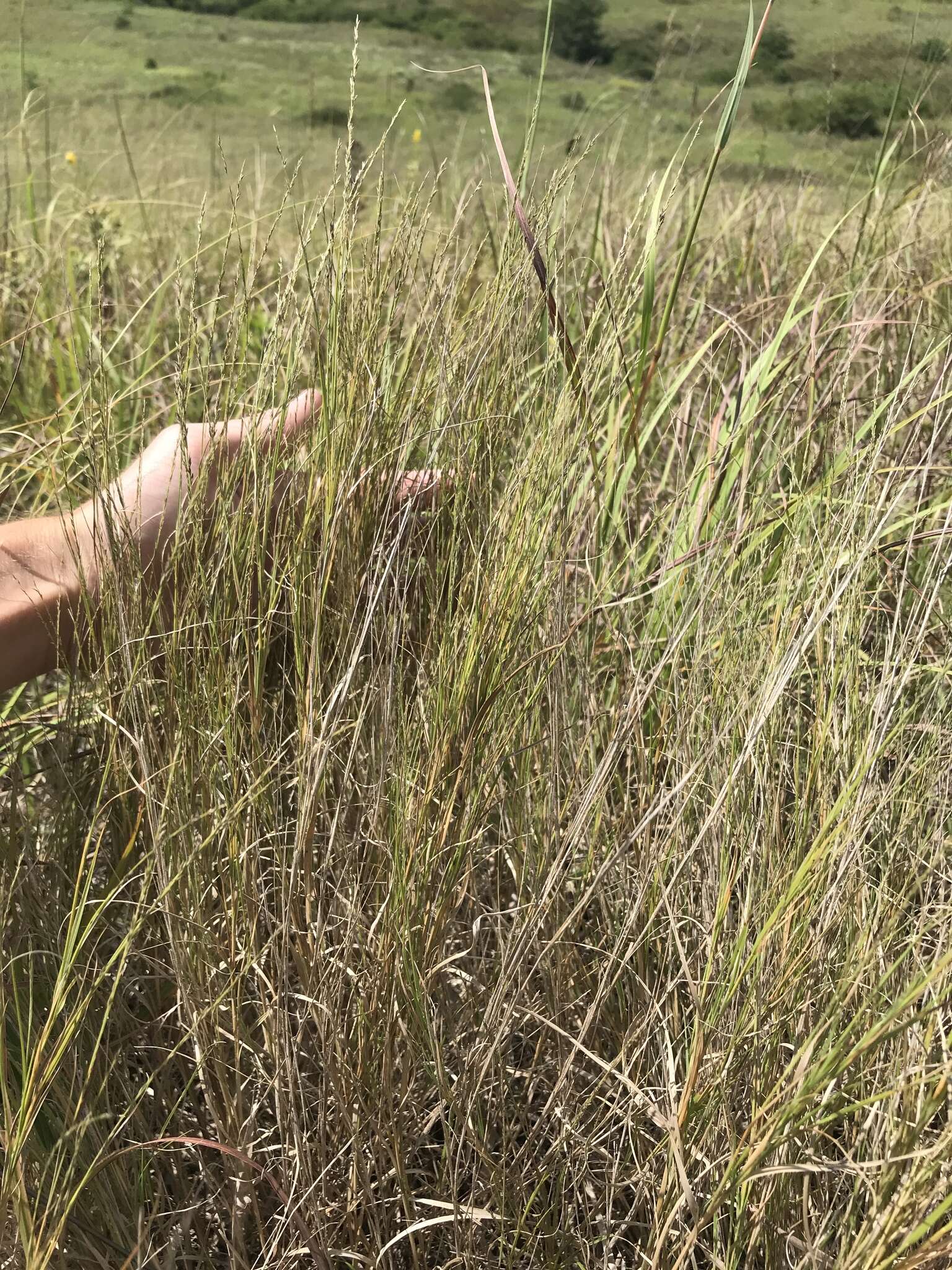 Image of plains muhly