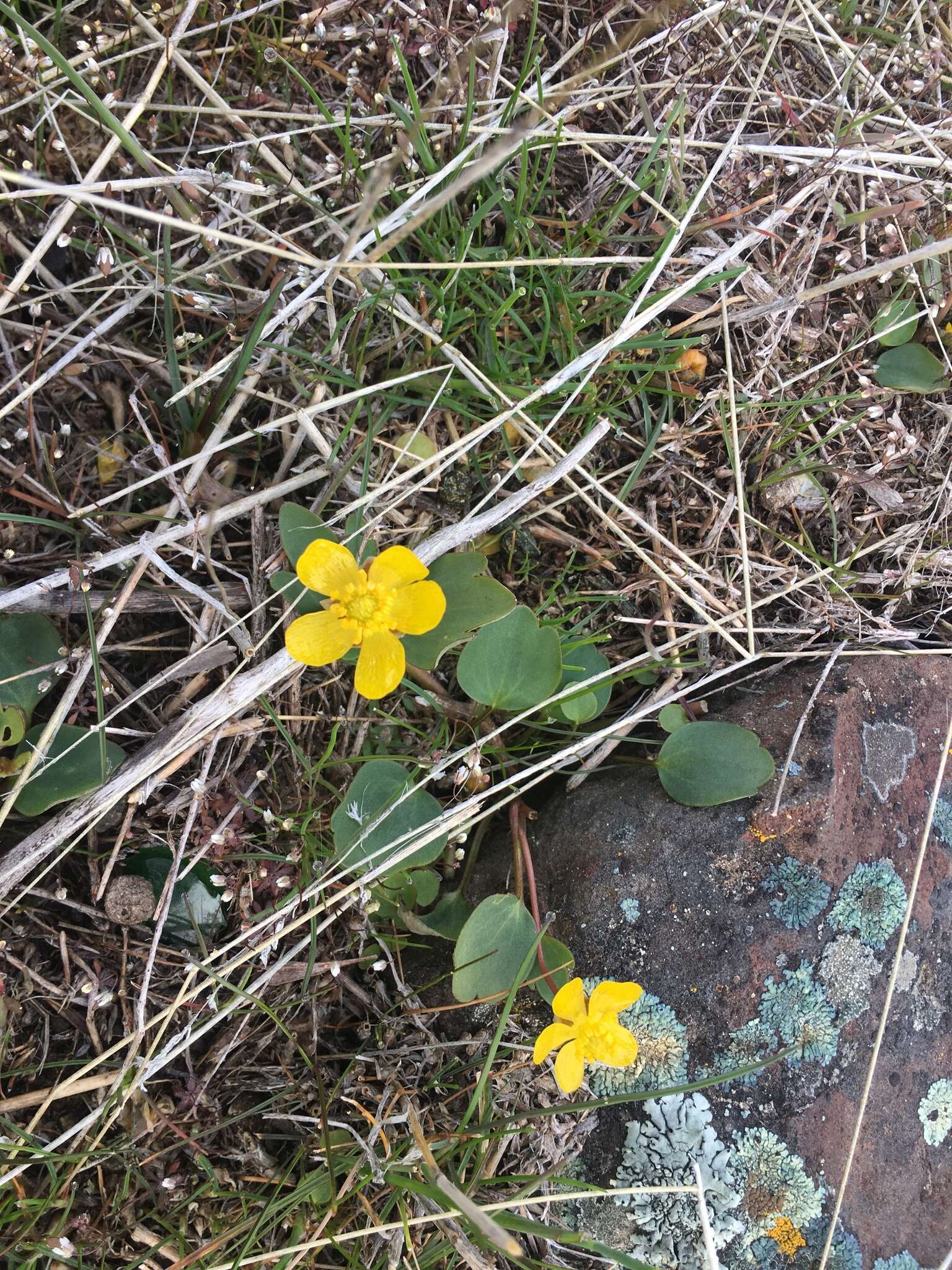 Image of sagebrush buttercup