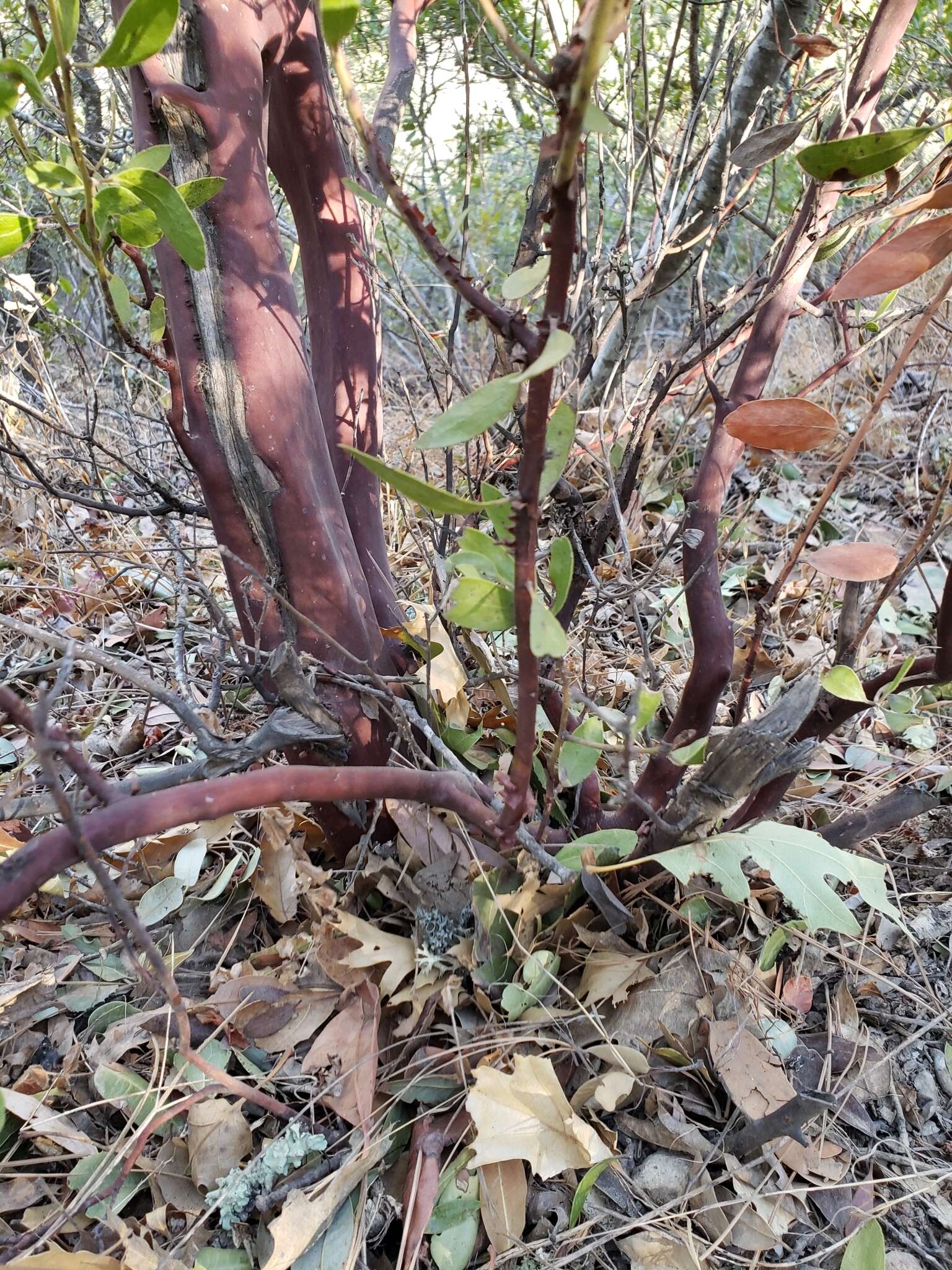 Sivun Arctostaphylos manzanita subsp. laevigata (Eastw.) Munz kuva