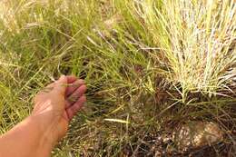 Dianthus caespitosus Thunb.的圖片